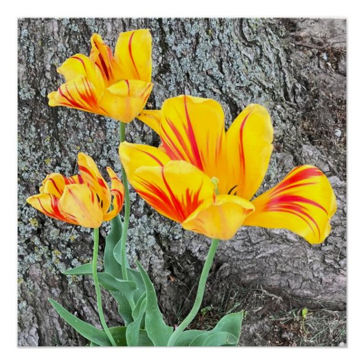 Poster Séquence de trois tulipes jaunes / (Devant)