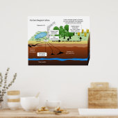 Poster Séquestration du dioxyde de carbone par le Plante  (Cuisine)