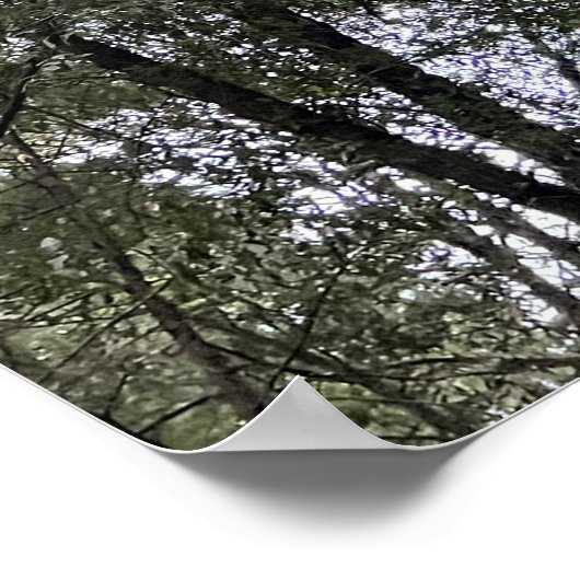 Poster Séquoia (Coin)