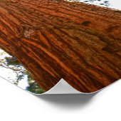 Poster Séquoia de couple fidèle, Yosemite (Coin)