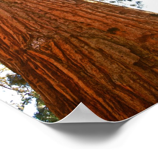 Poster Séquoia de couple fidèle, Yosemite (Coin)