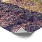 Poster Séquoia en forêt (Coin)