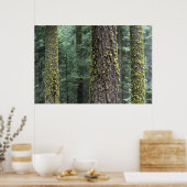 Poster Séquoia géant dans la forêt, Séquoia et (Cuisine)