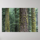 Poster Séquoia géant dans la forêt, Séquoia et (Devant)