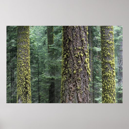 Poster Séquoia géant dans la forêt, Séquoia et (Devant)