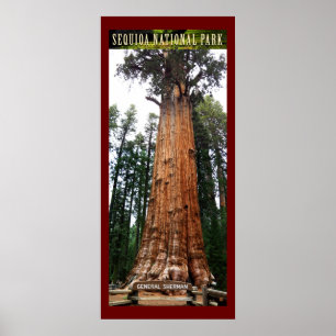 Poster SEQUOIA NAT'L PARK-California-General Sherman-