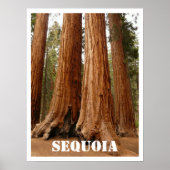 Poster Sequoia Trees, Sequoia National Park, Californie (Devant)