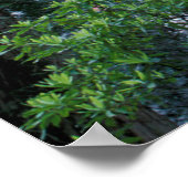 Poster Séquoias côtiers et rhododendrons (Coin)