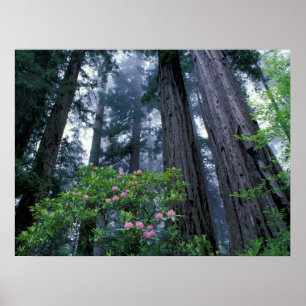 Poster Séquoias côtiers et rhododendrons