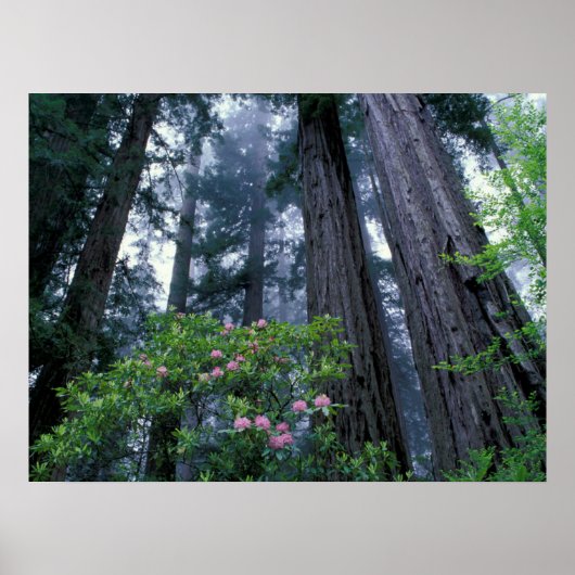 Poster Séquoias côtiers et rhododendrons (Devant)