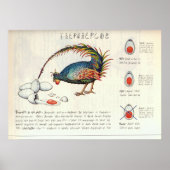 Poster Seraphinianus codex (Devant)