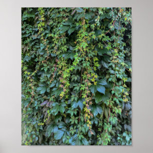 Poster Serene Green Ivy Wall Suspendre Vins Plantes Feuil