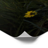 Poster Serene Sunrise au-dessus d'un étang du Colorado (Coin)