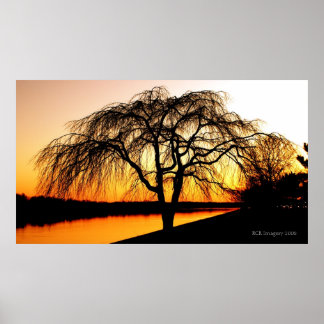 Poster Serengeti dans la ville