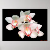 POSTER SÉRÉNITÉ (Devant)