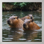 Poster "Sérénité de la rivière : Capybaras nage dans le f (Devant)