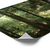 Poster Sérénité des bois (Coin)