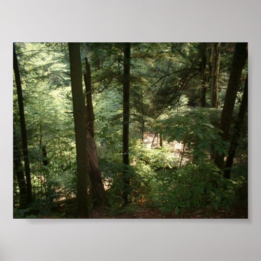 Poster Sérénité des bois (Devant)