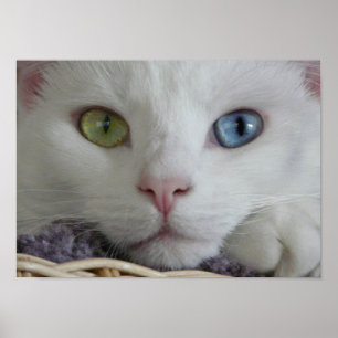 Poster Serenity Gros plan