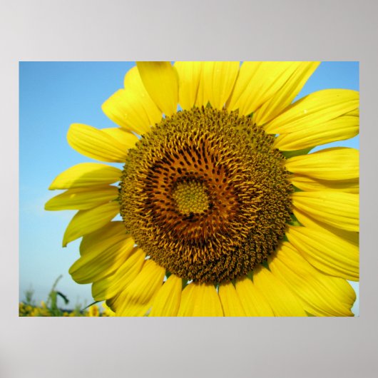 Poster Série de tournesols (Devant)
