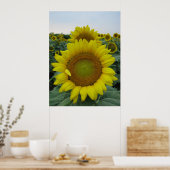 Poster Série de tournesols (Cuisine)