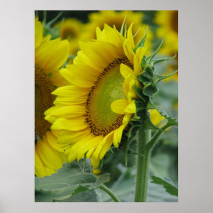 Poster Série de tournesols