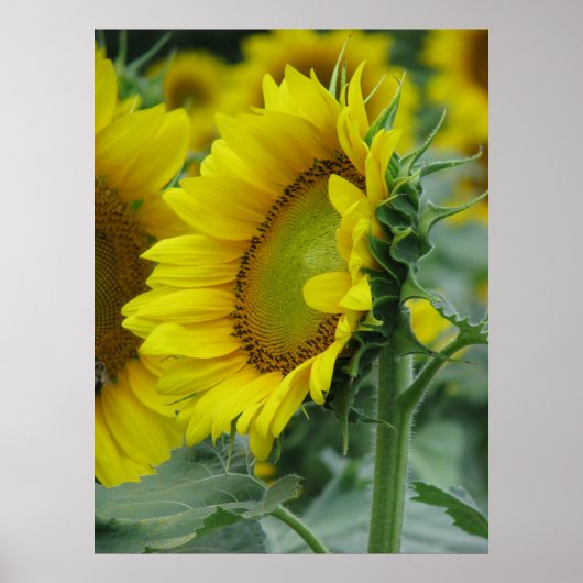 Poster Série de tournesols (Devant)