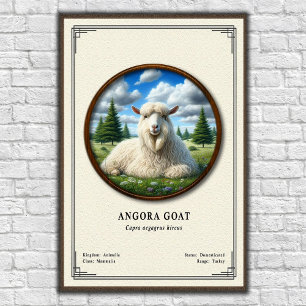 Poster Série de zoologie de la chèvre angora
