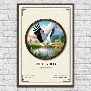 Poster Série de zoologie de la cigogne blanche