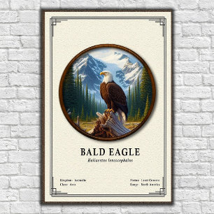 Poster Série de zoologie de l'aigle à tête blanche