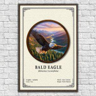 Poster Série de zoologie de l'aigle à tête blanche