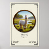 Poster Série de zoologie de l'alpaca (Devant)