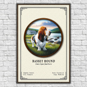 Poster Série de zoologie du Basset Hound