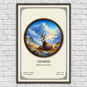 Poster Série de zoologie du chamois