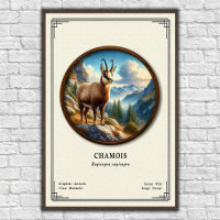 Série de zoologie du chamois