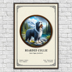 Poster Série de zoologie du Colley barbu