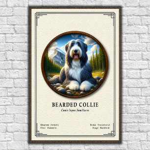 Poster Série de zoologie du Colley barbu