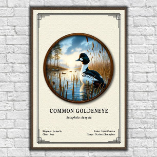 Poster Série de zoologie du Garrot à œil d'or