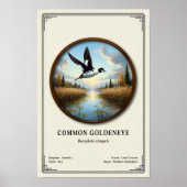 Poster Série de zoologie du garrot commun (Devant)
