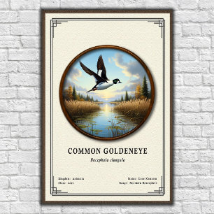 Poster Série de zoologie du garrot commun