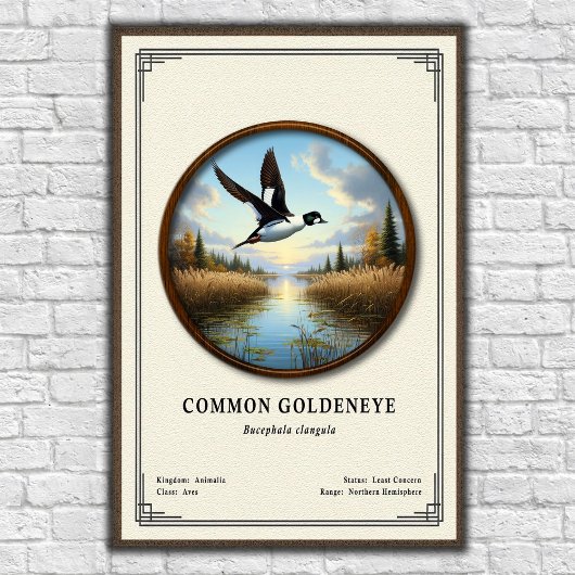 Poster Série de zoologie du garrot commun