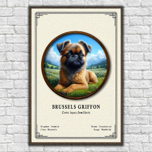 Poster Série de zoologie du Griffon de Bruxelles