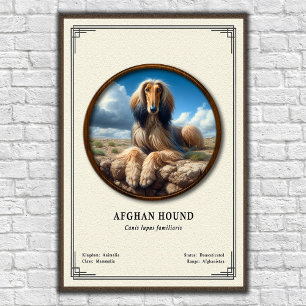 Poster Série de zoologie du lévrier afghan