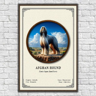 Poster Série de zoologie du lévrier afghan