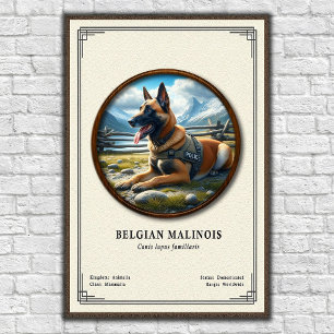 Poster Série de zoologie du Malinois belge