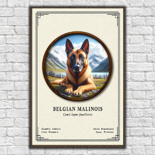 Poster Série de zoologie du Malinois belge