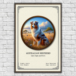 Poster Série de zoologie sur le berger australien