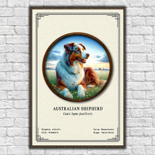 Poster Série de zoologie sur le berger australien