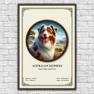 Poster Série de zoologie sur le berger australien
