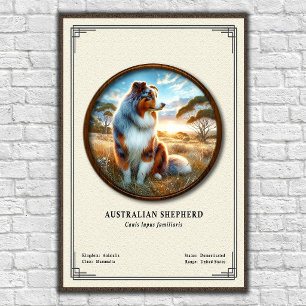 Poster Série de zoologie sur le berger australien